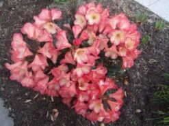 Rhododendron 'Barbarella' -Günstiges Erd Seele Geschäft b018599 Rhododendron Barbarella 84713 0