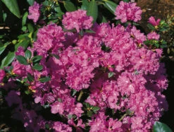 Rhododendron 'Regal'