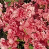 Japanische Azalee 'Cherie' 2 Japanische Azalee 'Cherie' -Günstiges Erd Seele Geschäft b018702 Japanische Azalee Cherie 0