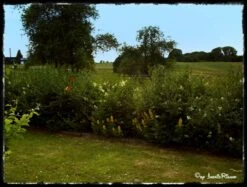 Schwarzgrüner Liguster 'Atrovirens' -Günstiges Erd Seele Geschäft b018900 Schwarzgruener Liguster Atrovirens Wintergruener Liguster 60822 0