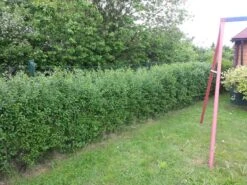 Schwarzgrüner Liguster 'Atrovirens' -Günstiges Erd Seele Geschäft b018900 Schwarzgruener Liguster Atrovirens Wintergruener Liguster 93754 0