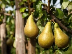 Herbstbirne 'Marianne', 'Prinzessin Marianne'