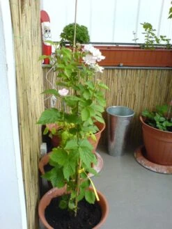 Brombeere 'Navaho' ® -Günstiges Erd Seele Geschäft b020009 Brombeere Navaho 104431 0 1