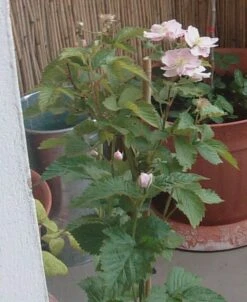 Brombeere 'Navaho' ® -Günstiges Erd Seele Geschäft b020009 Brombeere Navaho 104431 0