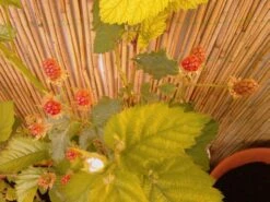 Brombeere 'Navaho' ® -Günstiges Erd Seele Geschäft b020009 Brombeere Navaho 104431 2