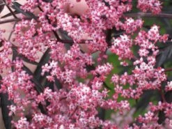 Schwarzer Holunder 'Black Beauty' -Günstiges Erd Seele Geschäft b020138 Schwarzer Holunder Black Beauty 156952 0