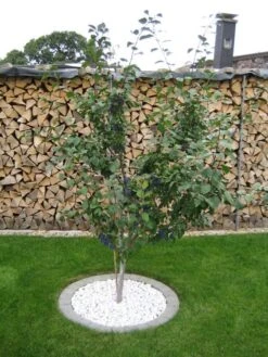 Ministämmchen Pflaume / Zwetsche 'Jojo' ® -Günstiges Erd Seele Geschäft b020188 Zwerg Pflaume Zwerg Zwetsche Jojo 193676 0