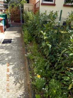 Aufrechter Kirschlorbeer / Lorbeerkirsche 'Herbergii' -Günstiges Erd Seele Geschäft b020720 Aufrechter Kirschlorbeer Lorbeerkirsche Herbergii 304795 0