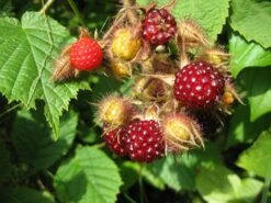 Japanische Weinbeere / Rotborstige Himbeere -Günstiges Erd Seele Geschäft b021810 Japanische Weinbeere Rotborstige Himbeere 151575 0