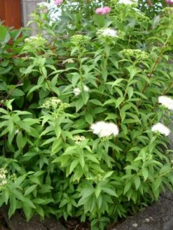 Weiße Zwergspiere 'Albiflora' -Günstiges Erd Seele Geschäft b022740 Weisse Zwergspiere Albiflora 106457 0