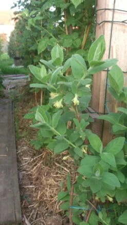 Honigbeere / Sibirische Blaubeere 'Blue Velvet' 20 Honigbeere / Sibirische Blaubeere 'Blue Velvet' -Günstiges Erd Seele Geschäft b024161 Honigbeere Maibeere Blue Velvet Sibirische Blaubeere 193676 0