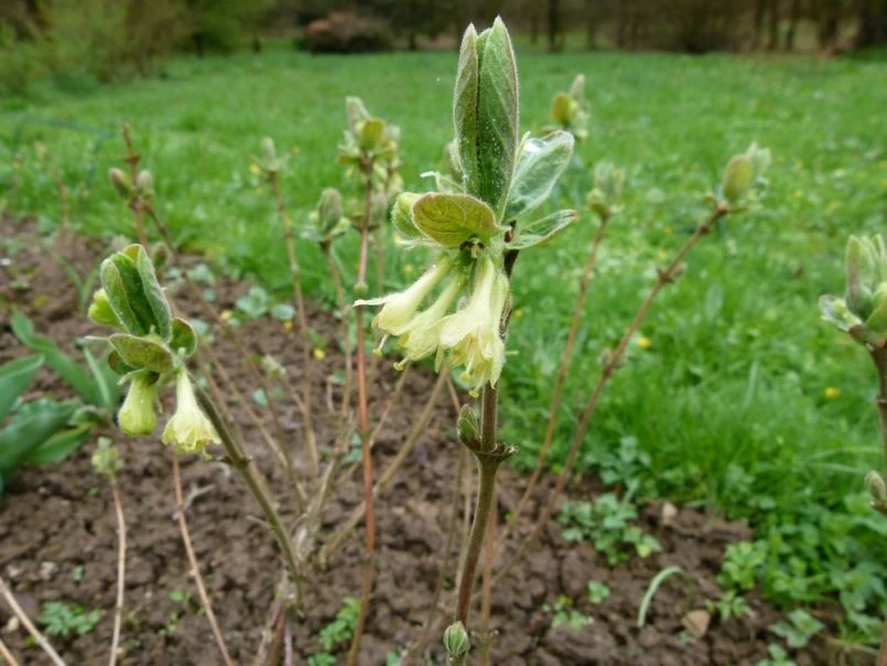 Honigbeere / Sibirische Blaubeere 'Blue Velvet' 10 Honigbeere / Sibirische Blaubeere 'Blue Velvet' – Bild 8