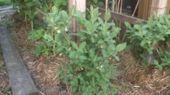 Honigbeere / Sibirische Blaubeere 'Blue Velvet' 21 Honigbeere / Sibirische Blaubeere 'Blue Velvet' -Günstiges Erd Seele Geschäft b024161 Honigbeere Maibeere Blue Velvet Sibirische Blaubeere 267897 0