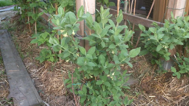 Honigbeere / Sibirische Blaubeere 'Blue Velvet' 12 Honigbeere / Sibirische Blaubeere 'Blue Velvet' – Bild 10