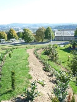 Kirschlorbeer / Lorbeerkirsche 'Rotundifolia' -Günstiges Erd Seele Geschäft b028230 Kirschlorbeer Lorbeerkirsche Rotundifolia 298292 0
