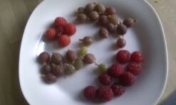 Stachelbeere 'Hinnonmäki Rot' -Günstiges Erd Seele Geschäft b028800 Stachelbeere Hinnonmaeki rot 104431 0