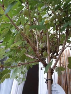 Stachelbeere 'Hinnonmäki Rot' -Günstiges Erd Seele Geschäft b028800 Stachelbeere Hinnonmaeki rot 104431 1