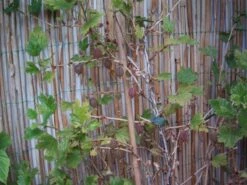 Stachelbeere 'Hinnonmäki Rot' -Günstiges Erd Seele Geschäft b028800 Stachelbeere Hinnonmaeki rot 104431 2