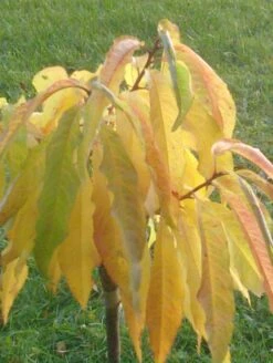 Nektarine (Zwergform) -Günstiges Erd Seele Geschäft b029131 Zwerg Nektarine Zwergnektarine 193676 0