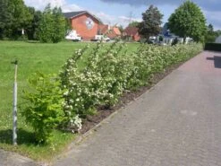 Feuerdorn 'Red Column' -Günstiges Erd Seele Geschäft b030670 Feuerdorn Red Column 69971 0