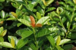 Günstiges Erd Seele Geschäft 23 Kirschlorbeer / Lorbeerkirsche 'Kleopatra' ®