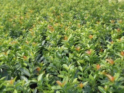 Kirschlorbeer / Lorbeerkirsche 'Kleopatra' ® -Günstiges Erd Seele Geschäft b031295 Kirschlorbeer Lorbeerkirsche Kleopatra Neu 0