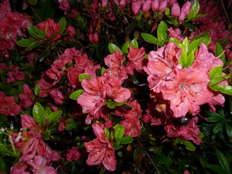 Japanische Azalee 'Satschiko' / Geisha Orange ® 7 Japanische Azalee 'Satschiko' / Geisha Orange ® – Bild 5