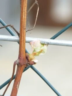 Weintraube 'New York Muscat' -Günstiges Erd Seele Geschäft b034671 Weintraube New York Muscat Pergola Weinrebe 298292 1