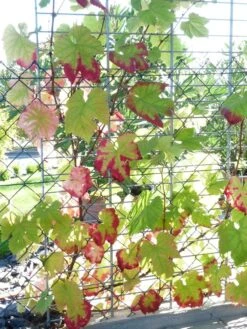 Weintraube 'New York Muscat' -Günstiges Erd Seele Geschäft b034671 Weintraube New York Muscat Pergola Weinrebe 298292 2