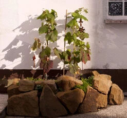 Weintraube 'New York Muscat' -Günstiges Erd Seele Geschäft b034671 Weintraube New York Muscat Pergola Weinrebe 452383 0