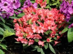 Rhododendron 'Balalaika'