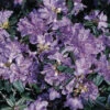 Rhododendron 'Blaubart' -Günstiges Erd Seele Geschäft b035222 Rhododendron Blaubart 0