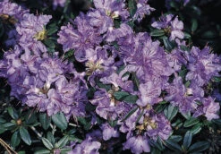 Rhododendron 'Blaubart'