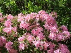 Laubabwerfende Azalee 'Raimunde'