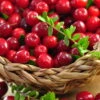 Cranberry / Großfruchtige Moosbeere 'Red Star' / 'Howes' -Günstiges Erd Seele Geschäft b036766 Cranberry Grossfruechtige Moosbeere Gesundheitsbeere