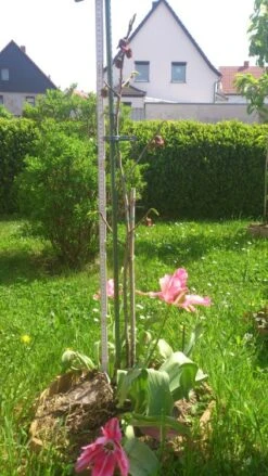 Indianerbanane / Papau -Günstiges Erd Seele Geschäft b036828 Indianerbanane Papau 193676 0