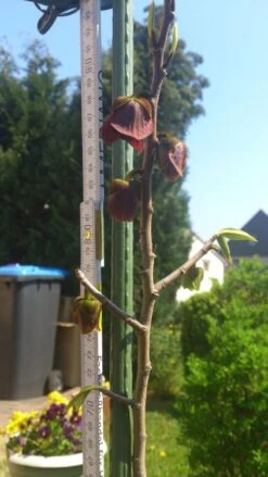 Indianerbanane / Papau -Günstiges Erd Seele Geschäft b036828 Indianerbanane Papau 193676 1