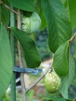 Indianerbanane / Papau -Günstiges Erd Seele Geschäft b036828 Indianerbanane Papau 193676 2