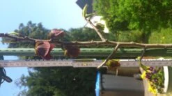 Indianerbanane / Papau -Günstiges Erd Seele Geschäft b036828 Indianerbanane Papau 267897 1