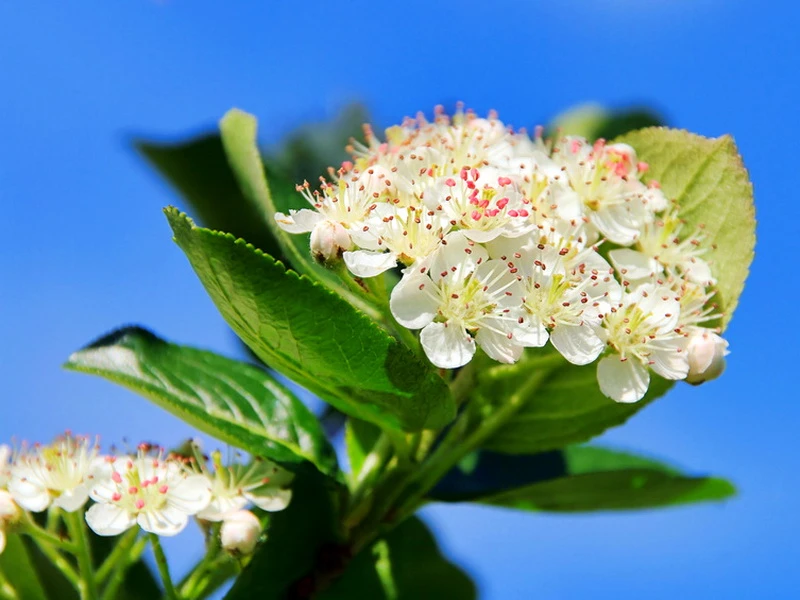 Apfelbeere 'Nero' 8 Apfelbeere 'Nero' – Bild 6