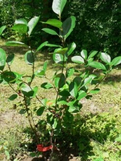 Apfelbeere 'Nero' 37 Apfelbeere 'Nero' -Günstiges Erd Seele Geschäft b037381 Apfelbeere Nero 80860 0