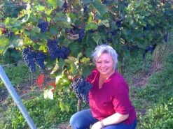 Weintraube 'Dornfelder' ® -Günstiges Erd Seele Geschäft b037404 Weintraube Dornfelder 234845 0