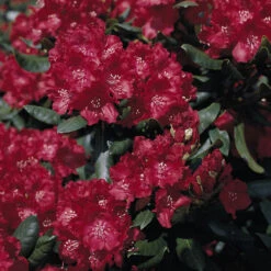 Rhododendron 'Tarantella' (S)