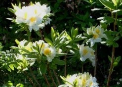 Laubabwerfende Azalee 'Persil' -Günstiges Erd Seele Geschäft b040281 Laubabwerfende Azalee Persil 271586 0