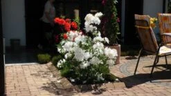 Laubabwerfende Azalee 'Persil' -Günstiges Erd Seele Geschäft b040281 Laubabwerfende Azalee Persil 37311 0