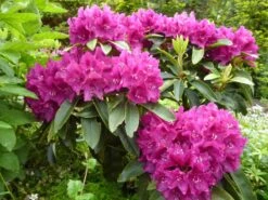 Rhododendron 'Alfred' -Günstiges Erd Seele Geschäft b040509 Rhododendron Alfred 124228 0