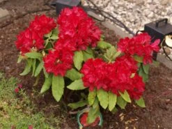 Rhododendron 'Hachmann's Feuerschein' (S) -Günstiges Erd Seele Geschäft b040780 Rhododendron Hachmanns Feuerschein S 196578 0