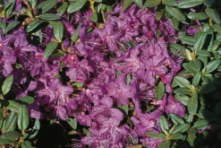 Rhododendron 'Blue Silver'