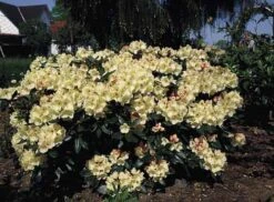 Günstiges Erd Seele Geschäft 14 Rhododendron 'Flava' ®