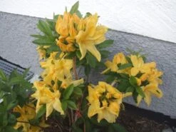 Laubabwerfende Azalee 'Goldpracht' -Günstiges Erd Seele Geschäft b040852 Laubabwerfende Azalee Goldpracht 84713 0